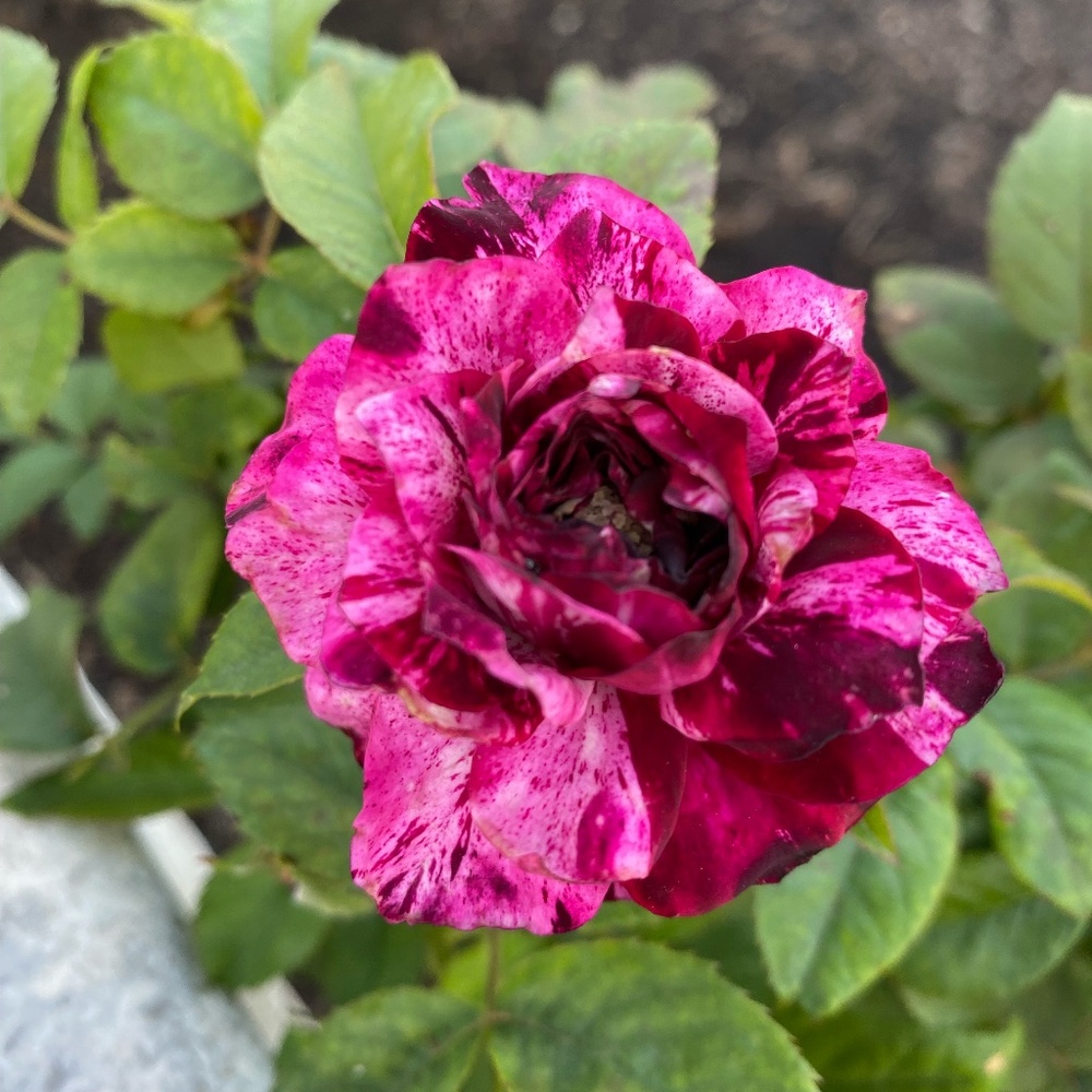 Meet your Posher, Leslie